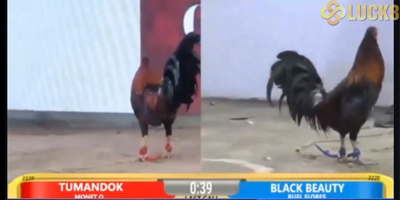 Trực tiếp Đá Gà 67 tại luck8: Đấu trường Thomo huyền thoại